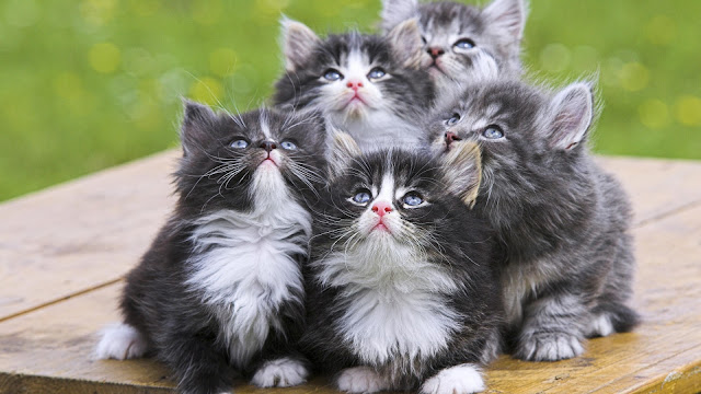 3d Kittens5