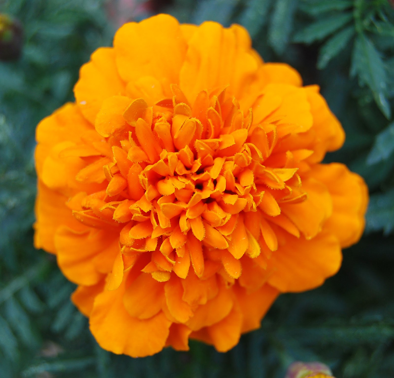 Fotos de flores CLAVEL DE MORO