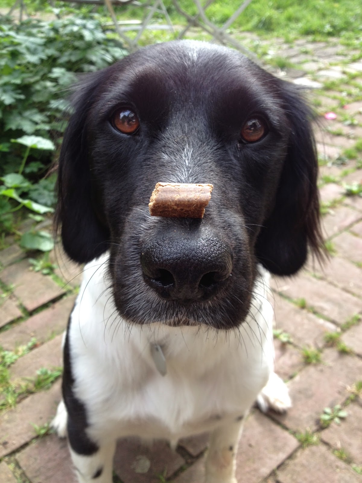 Die Krawallmaus® Tagebücher Von blauen Haltern, seltsamen Ämtern und