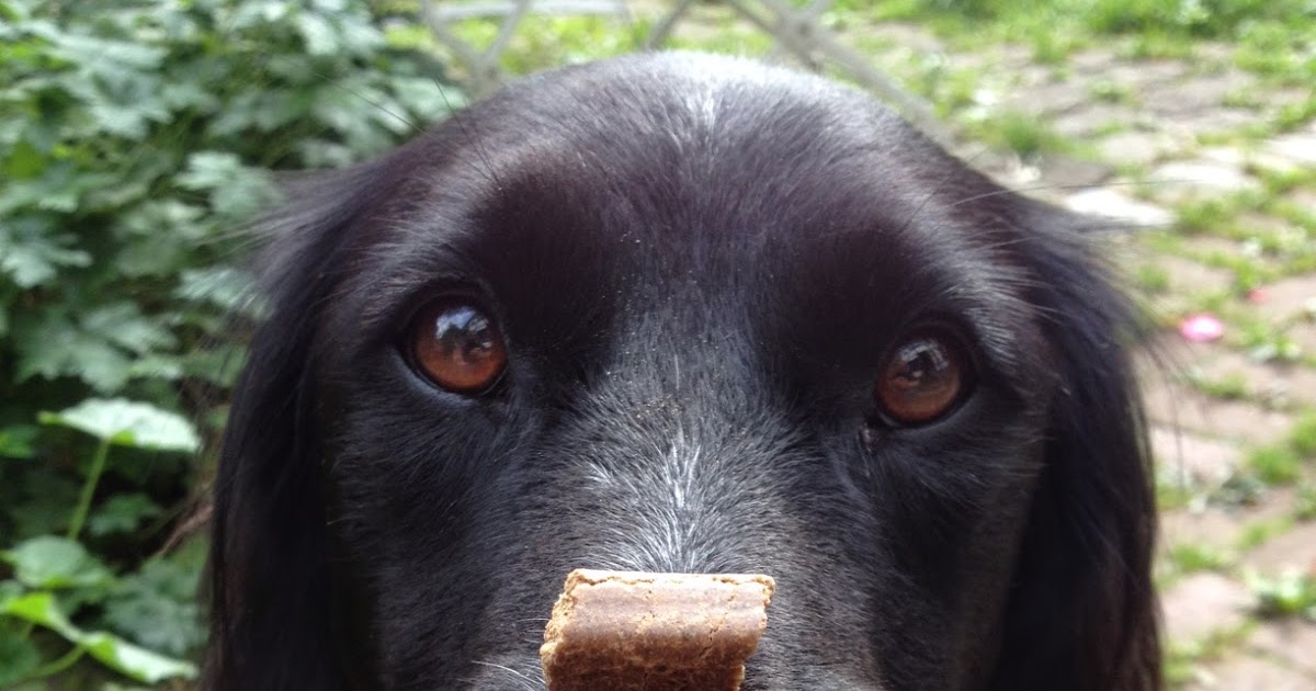 Die Krawallmaus® Tagebücher Von blauen Haltern, seltsamen Ämtern und