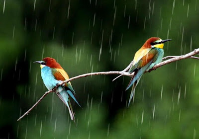 Share Pics Hub Two Birds In Monsoon Season Hd Wallpapers For Desktop Rain Nature Wallpapers Hd