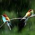 Two Birds in Monsoon Season HD Wallpapers For Desktop | Rain Nature Wallpapers HD