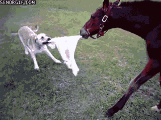Funny animal gifs - part 90 (10 gifs), dog and horse playing