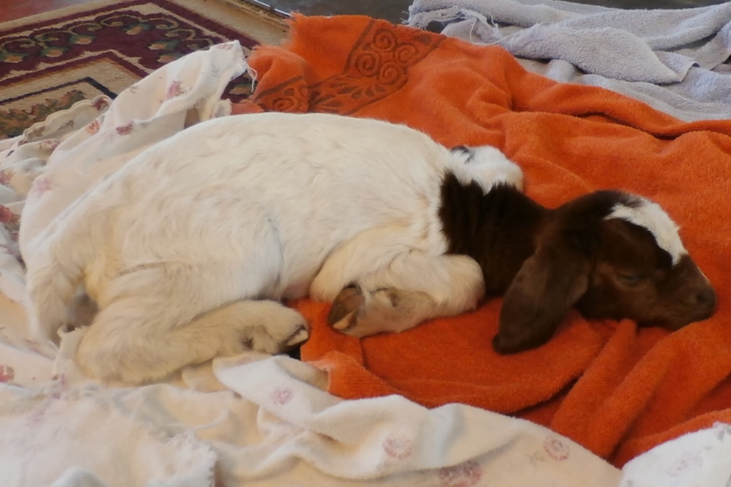 Krazo Acres Hypothermic Goat Kid