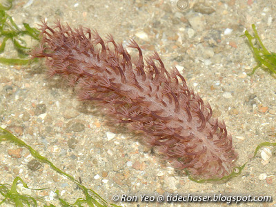 Veretillid Sea Pen (Family Veretillidae)