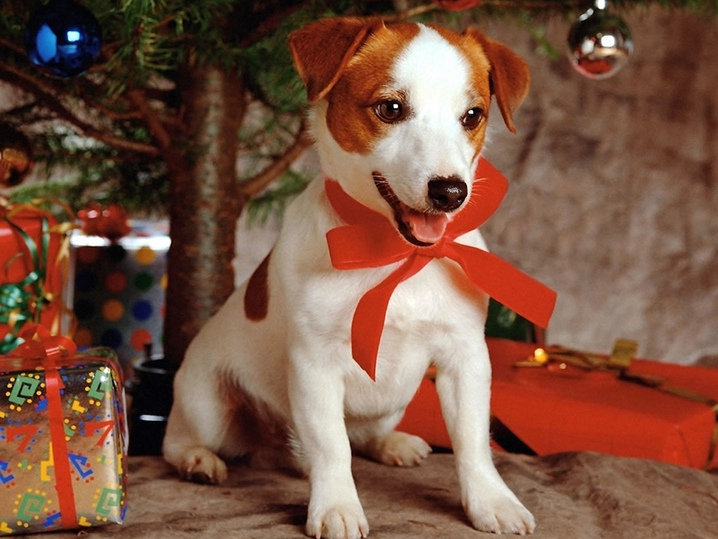 http://3.bp.blogspot.com/-2P8O2RgSzJU/UMYPM0biMxI/AAAAAAAADLE/071rFk0mD6I/s1600/christmas-cute-dog-wallpaper.jpg