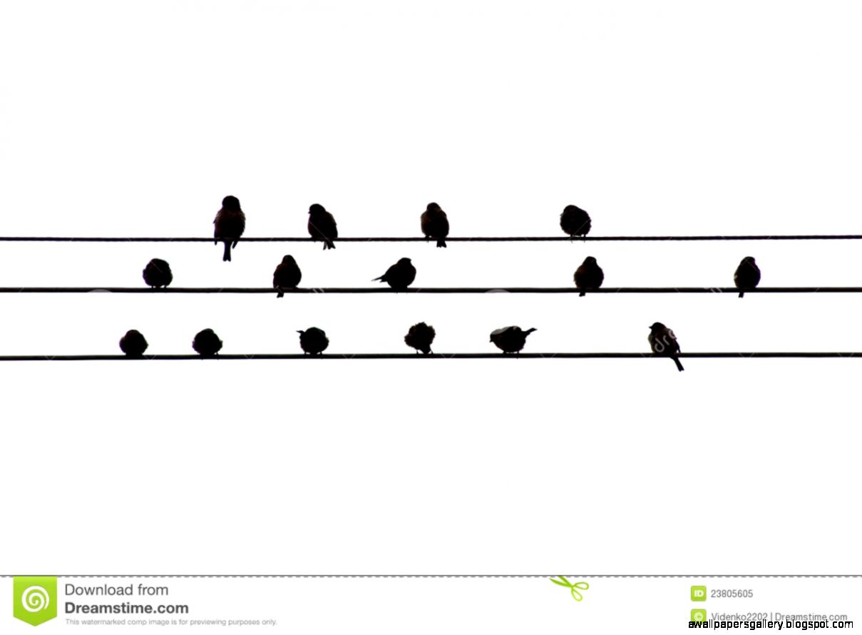 Birds On Wire Silhouette Vector Birds On Wire Silhouette Vector