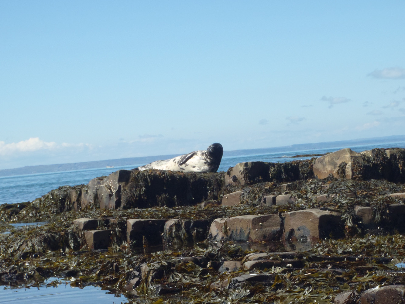 Newfoundland Kayakoholic 2011 Post 33 Kelley’s Island Circumnavigation