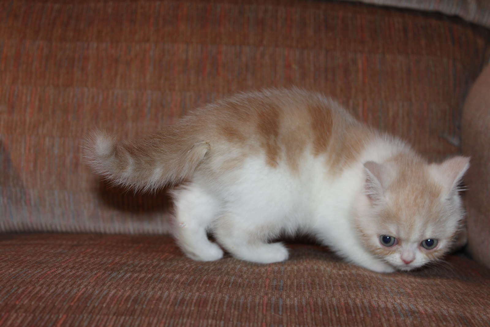 Beautiful Cat Wallpapers Sunrisefold Scottish Fold Exotic Cats