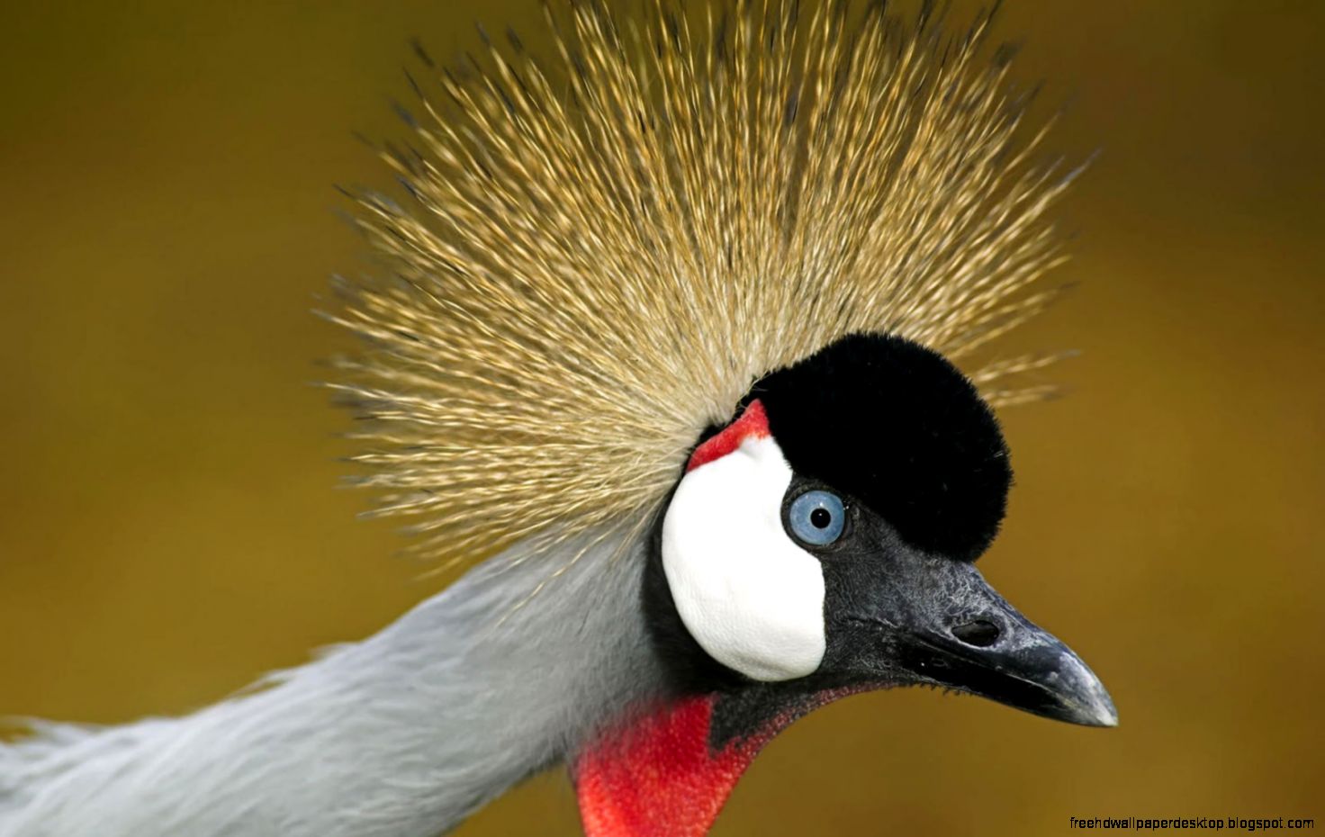 Crane Origame Cup Close Up 7022889 Crane Origame Cup Close Up 7022889