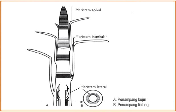 jaringan meristem pada tumbuhan ~ Natural science BLOG