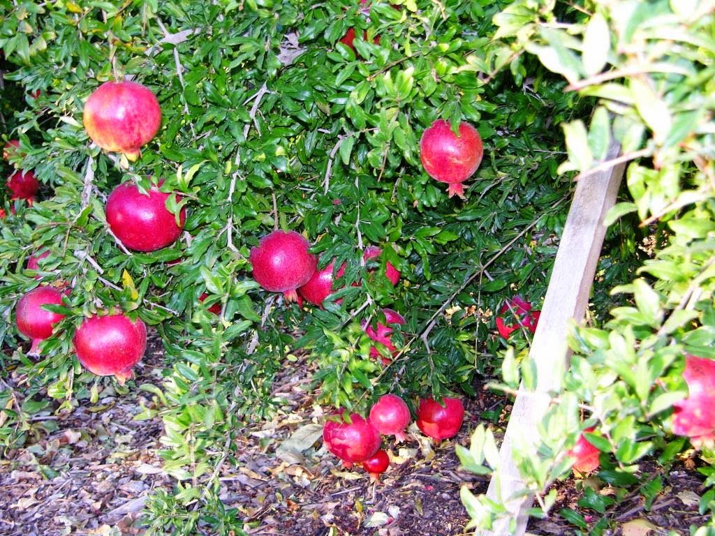 Featured image of post Steps to Make Sweet Pomegranate Tree Variety