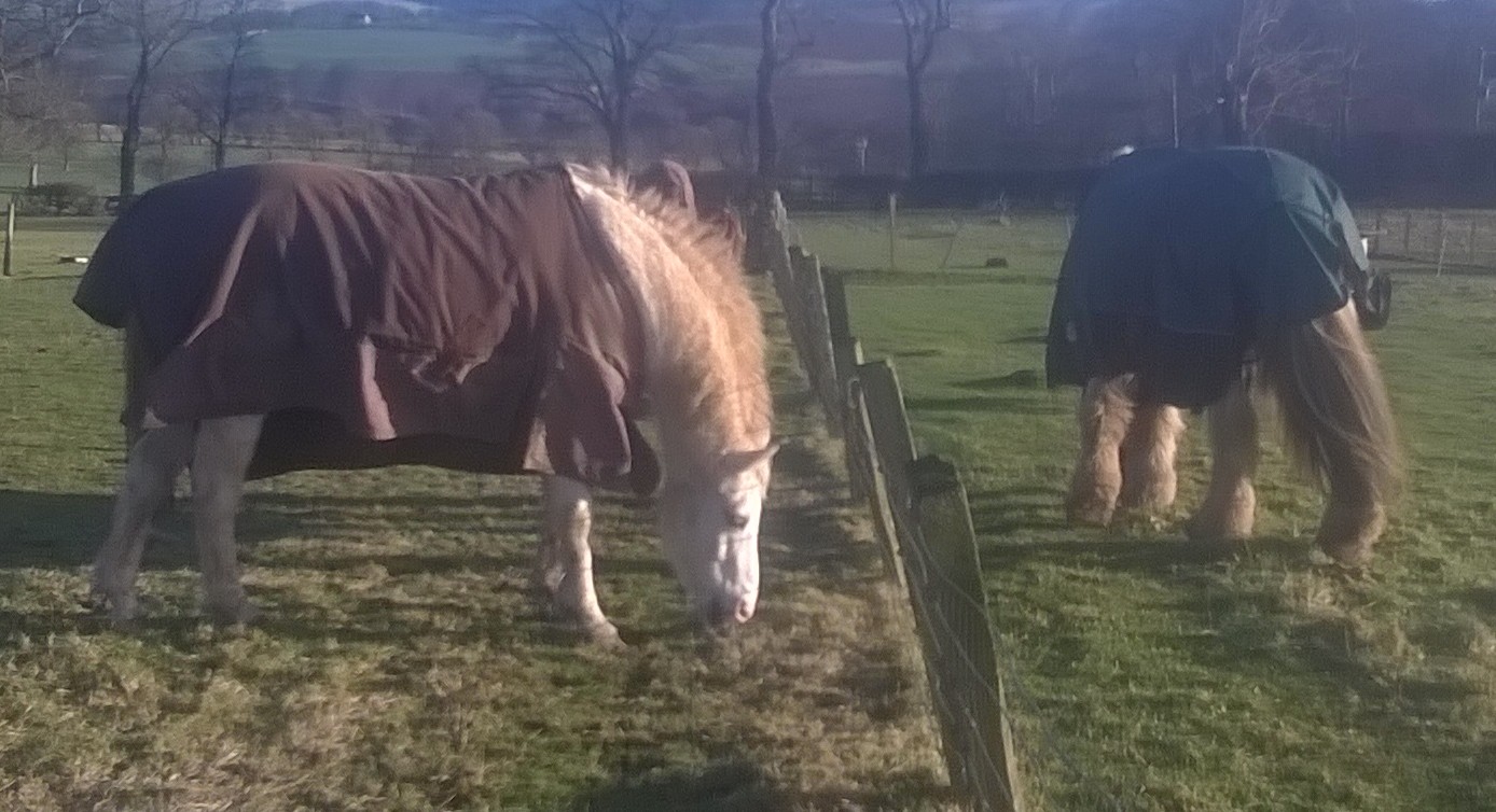 horse time calc horse time calc