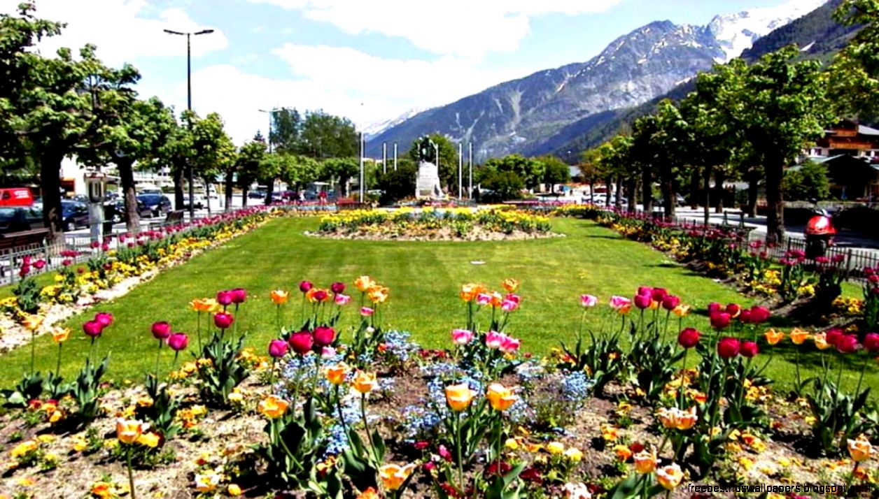 Marigold Flower Garden Wallpapers HD free for desktop Marigold Flower Garden Wallpapers HD free for desktop