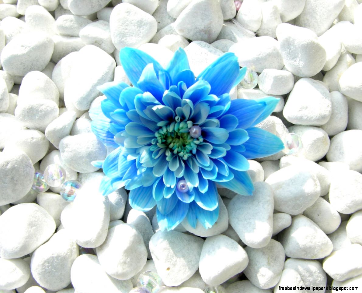 Blue Flower We Need Fun Blue Flower We Need Fun