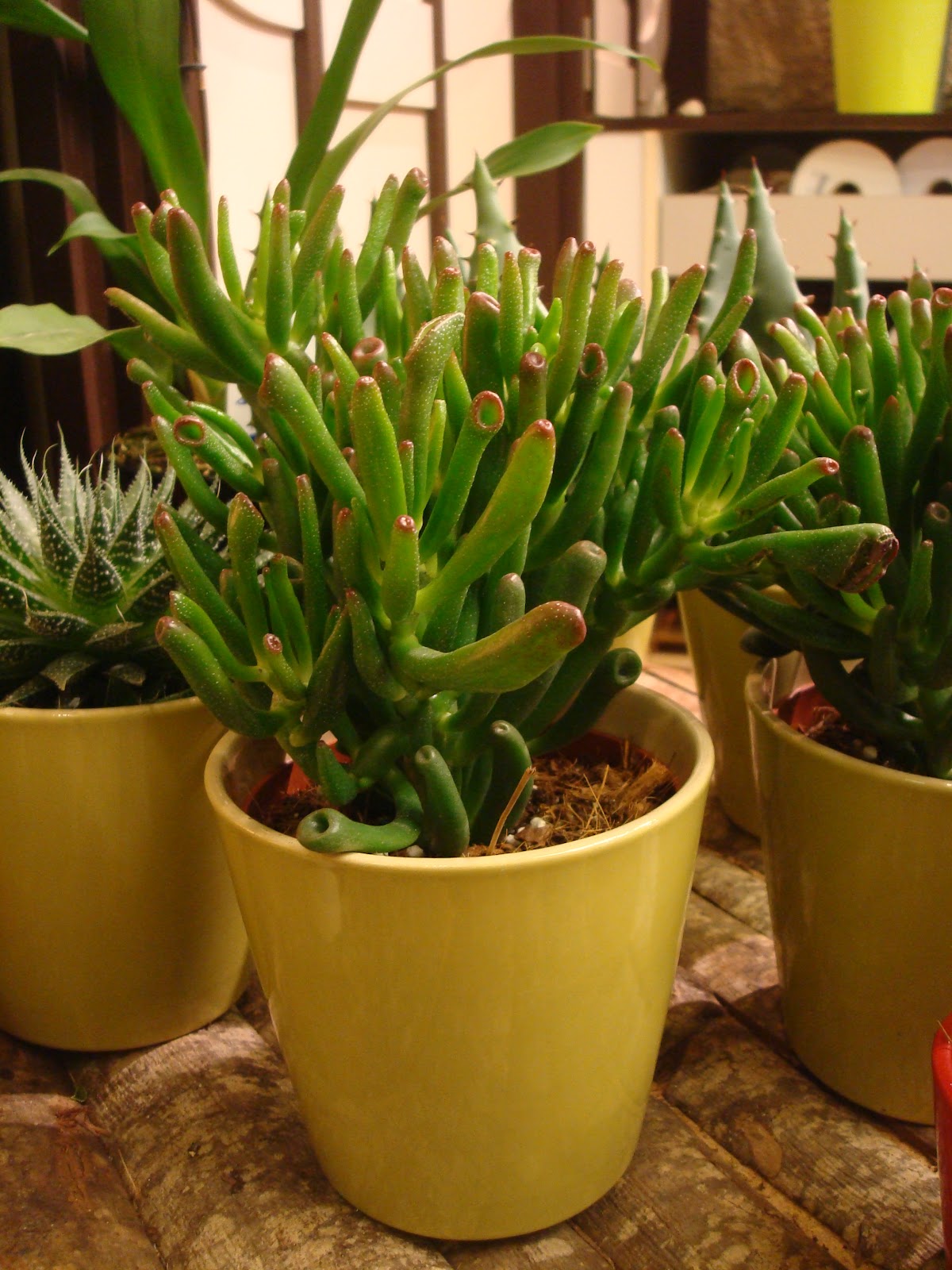 View Doigts De Sorcières Plante Gif