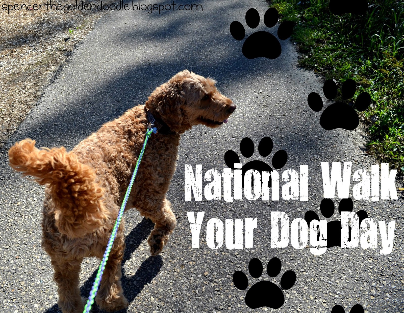 Spencer the Goldendoodle National Walk Your Dog Day