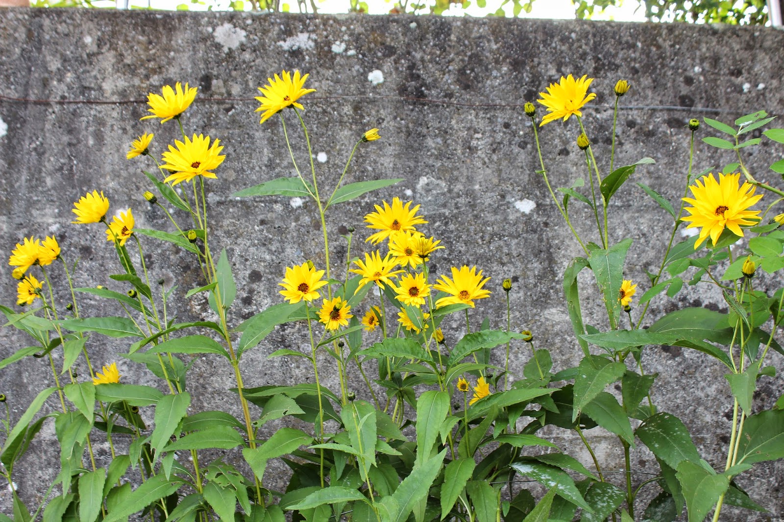 Landidylle Gelber Garten