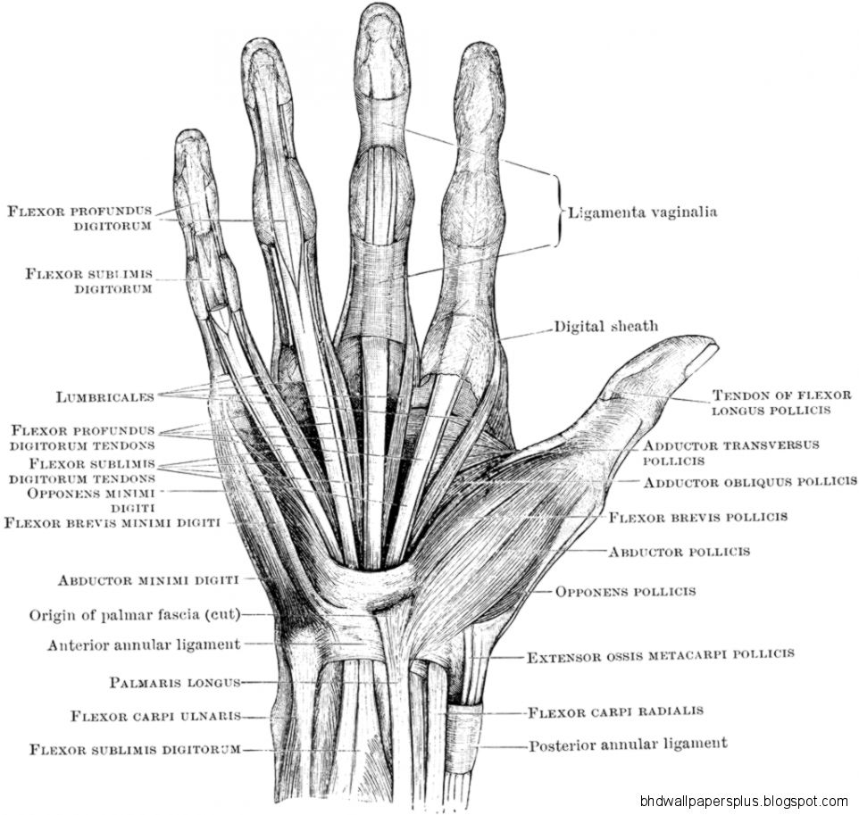 Anatomy Of The Left Hand Anatomy Of The Left Hand