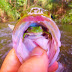 Captura un pez con una rana viva en la boca