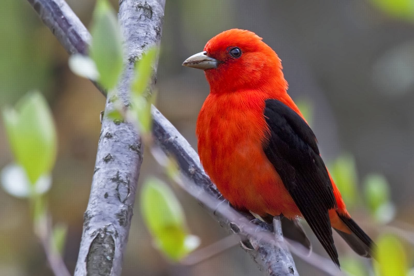 World Beautiful Birds Red Tanagers Birds Interesting Facts & Latest