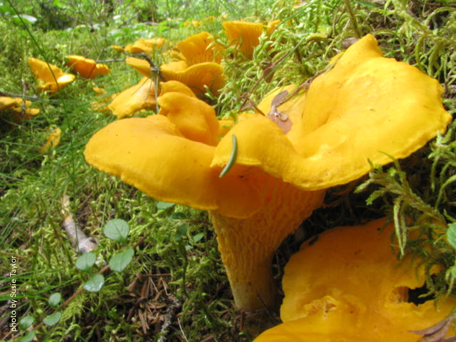 The Moose Curry Experience Ode to Chanterelles