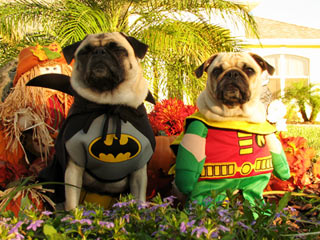 Dressed up pugs