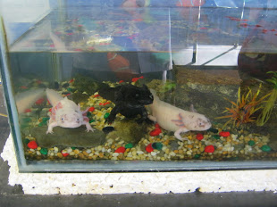 Our Class Pets.....Rosie, Rex and Nigel