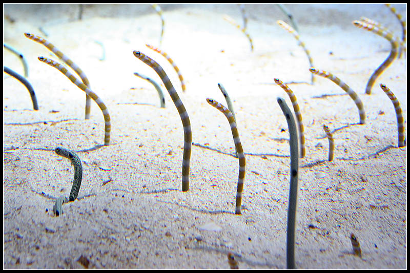 Garden Eel