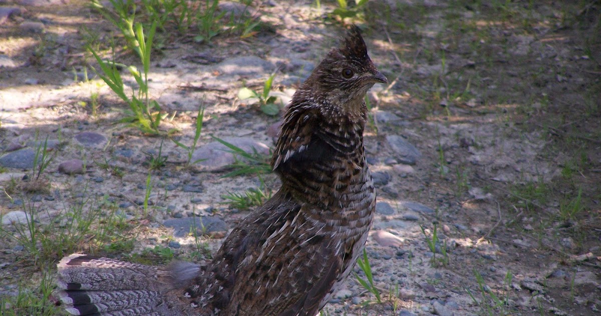 Michigan Upland Hunting Ruffed Grouse Thunder Wings of the Forest