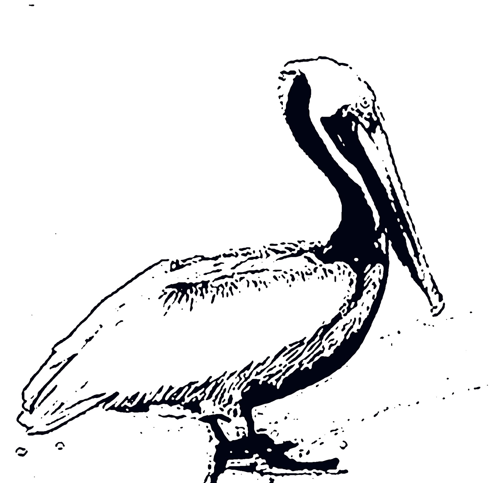 Pelican