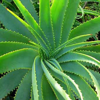 How to use Aloe Vera plant to treat "Acne" ~ NutteR woRld