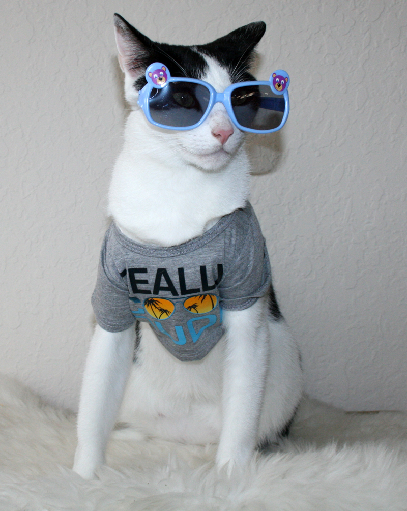 cool dude cool dude