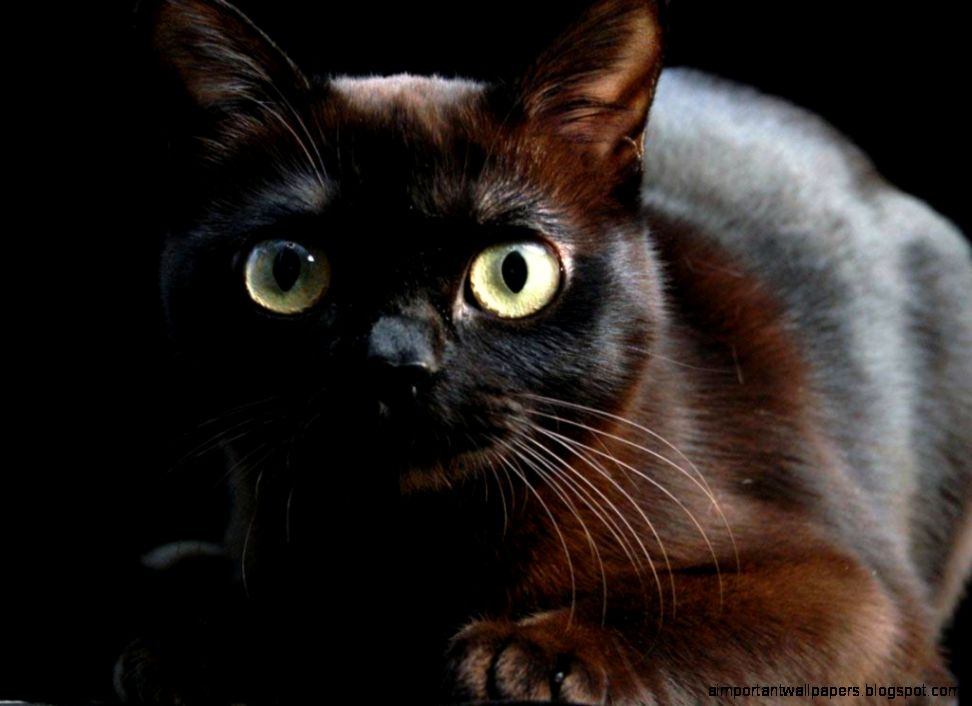 Burmese Cat images Burmese Cat images