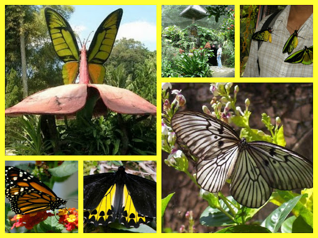 Bali Butterflies park and garden for your things to do in Bali