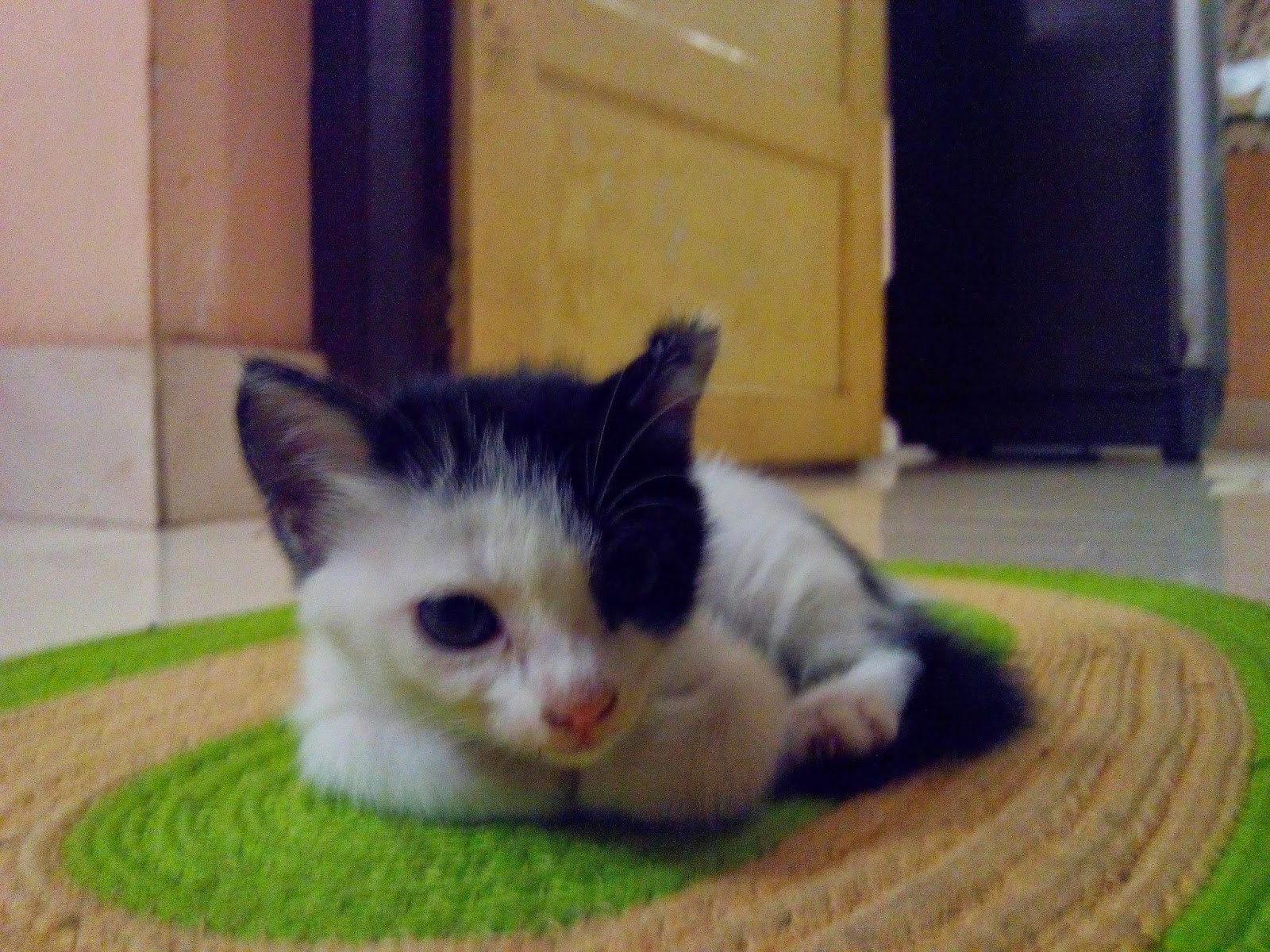 cute kitten photo, my pet