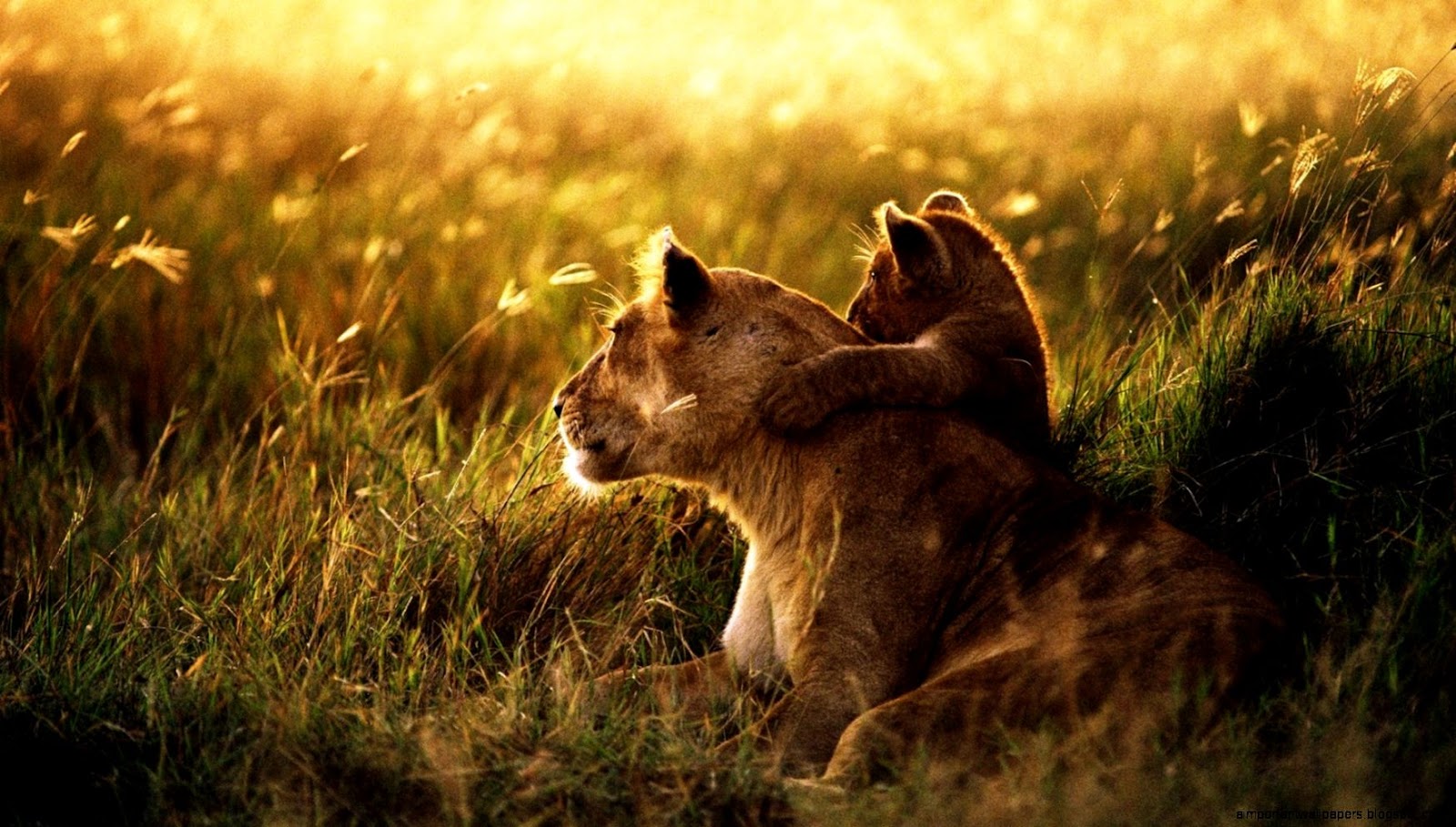 Baby Lion Cubs Baby Lion Cubs