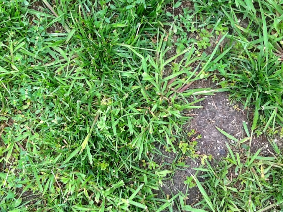 Lawn*Doctor Lawn Care Insights Crabgrass in the lawn