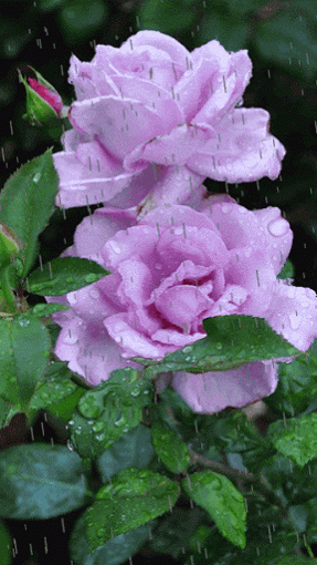 Rosa lilás
