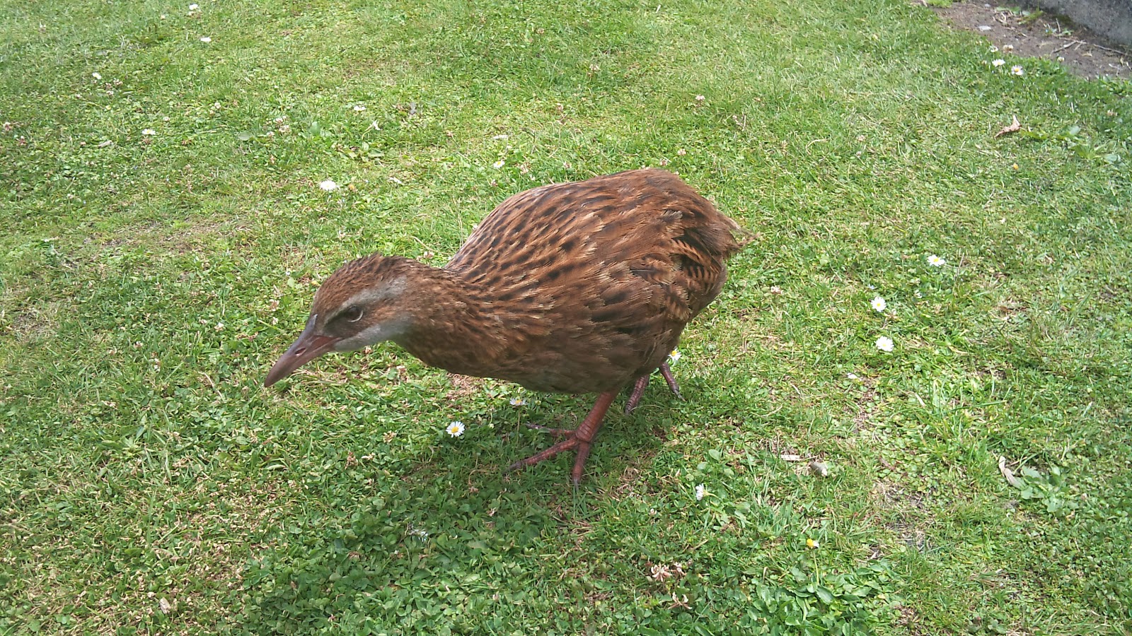 和我去旅行 Kiwi Bird