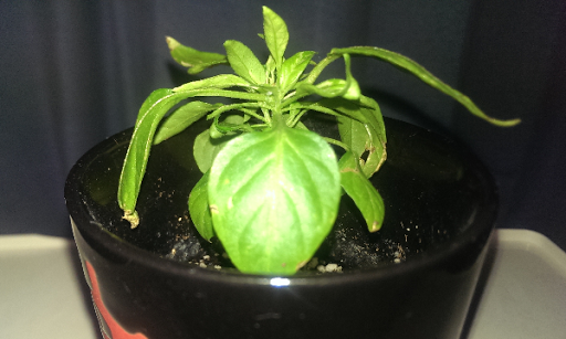 20150318-habanero07.png