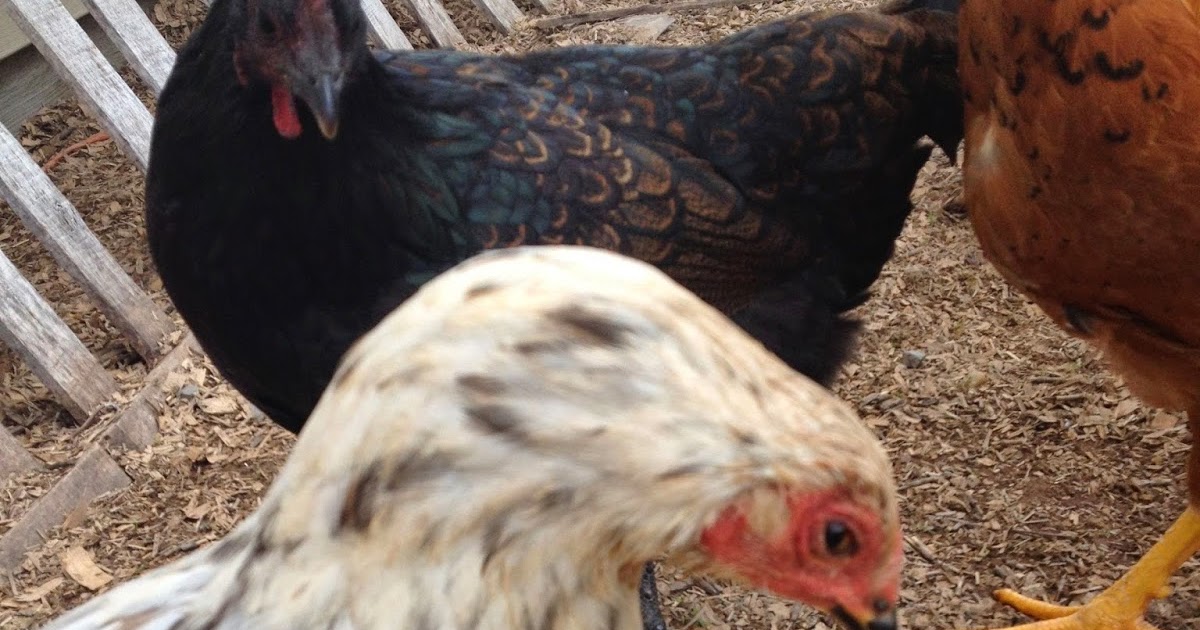 Natural Chicken Keeping Wry Neck Using Turmeric to Treat Wry Neck in