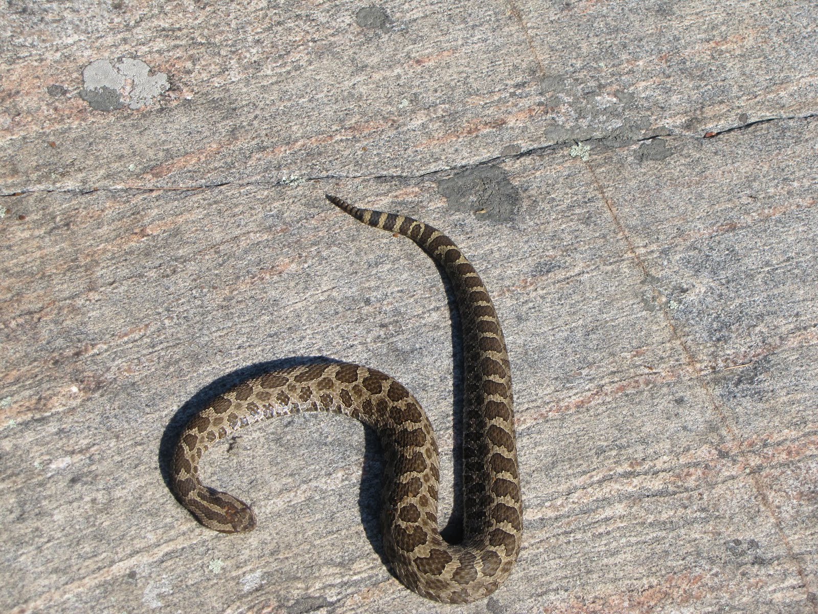 Cottage Country Reflections Snakes in Ontario