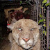 Sick Looking Cougar Ate Rat Poison And Has Mange