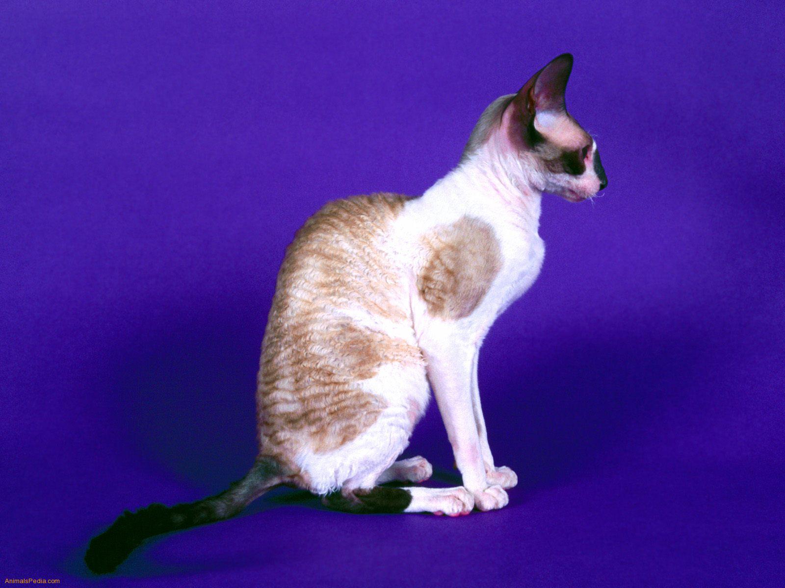 cornish rex cornish rex