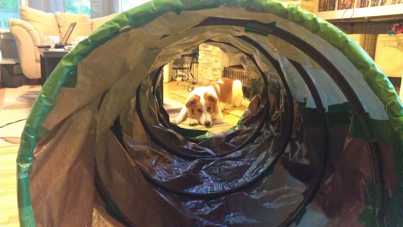 Kobi Pup: Dogs around Halifax NS: How to Build a Practice Agility Tunnel
