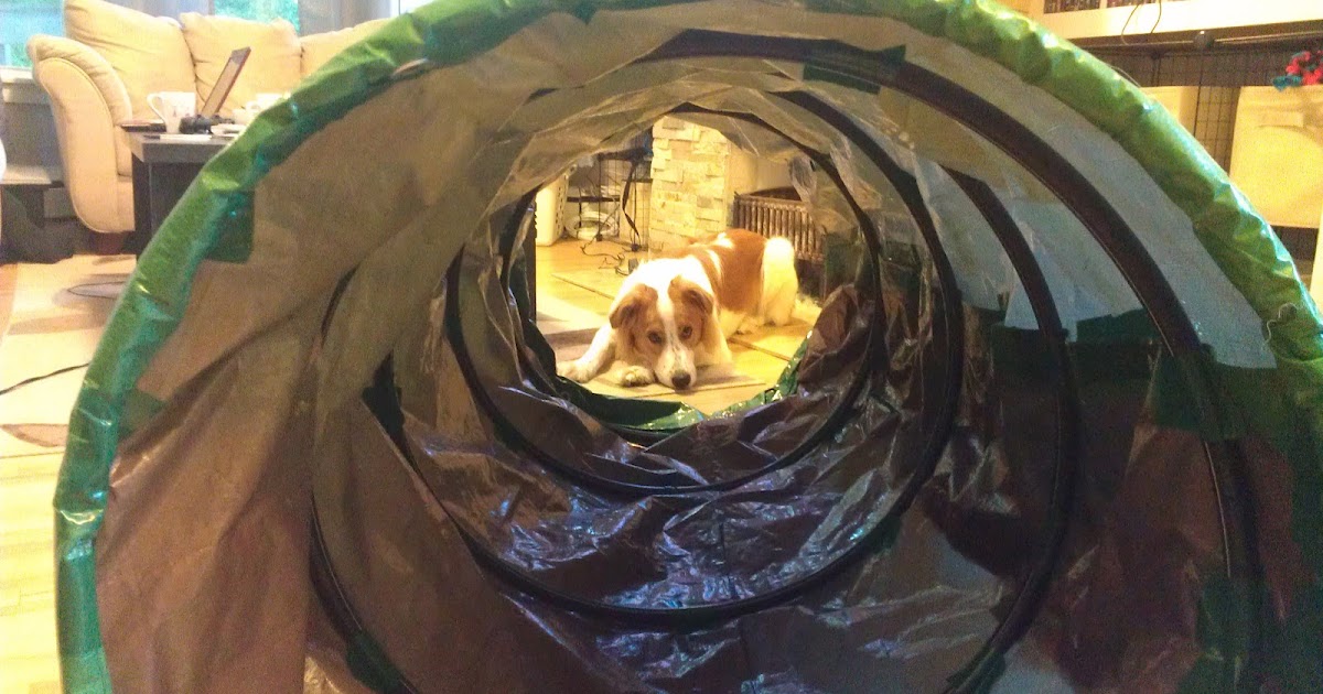 Kobi Pup Dogs around Halifax NS How to Build a Practice Agility Tunnel