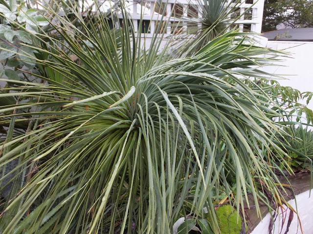 Yucca linearifolia