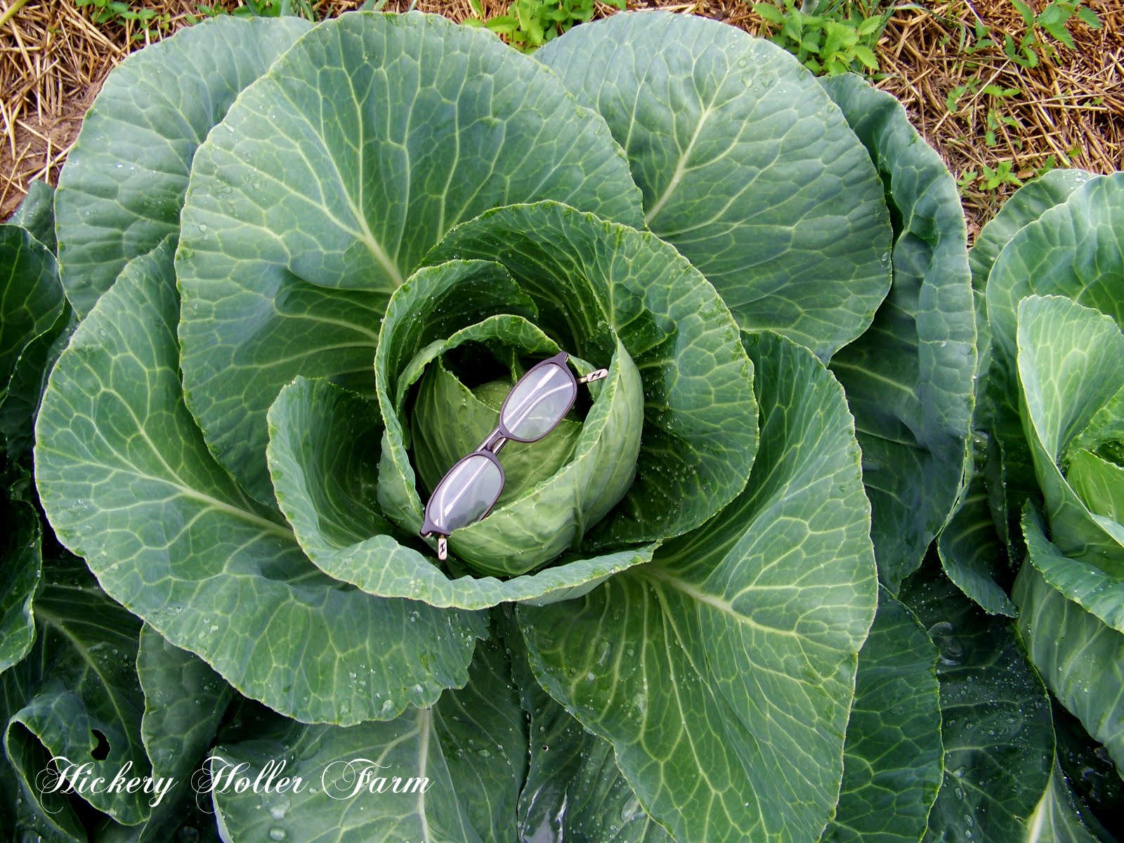 Early Jersey Wakefield Cabbage Seeds - Hudson Valley Seed 