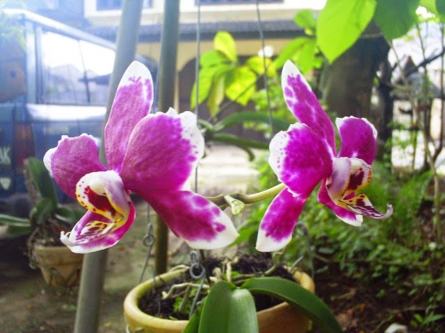 Coretan Kata :D: Contoh Teks Deskriptif Bahasa Inggris